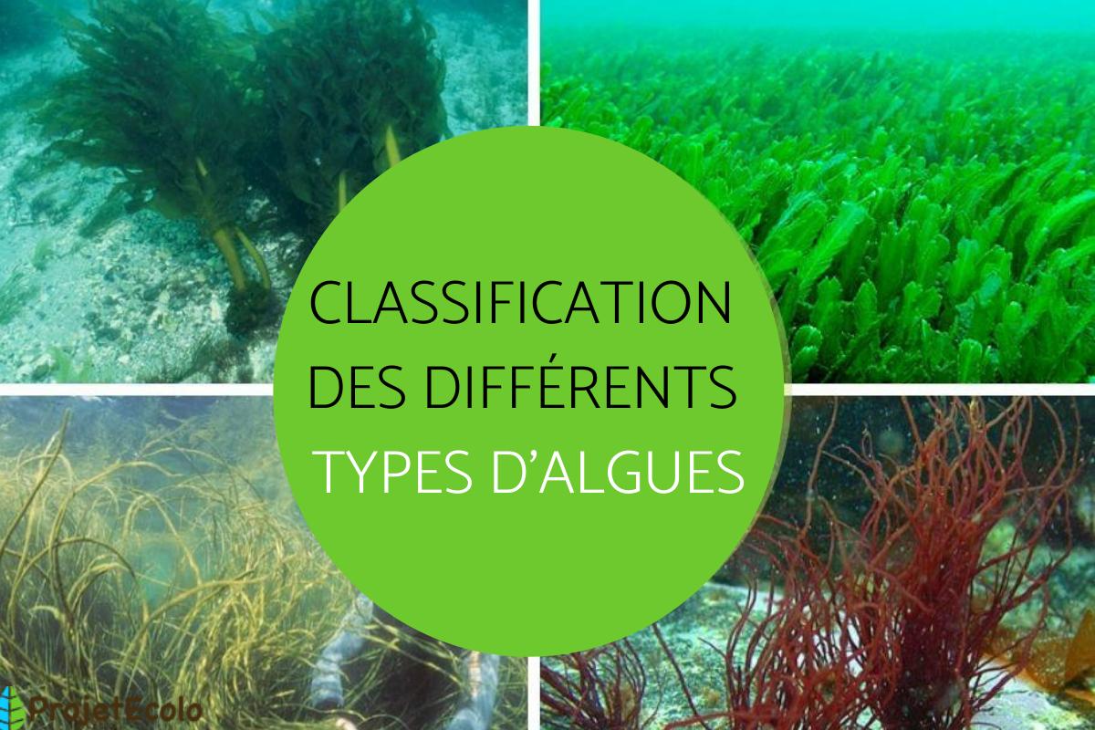 Classification des différents types d'algue