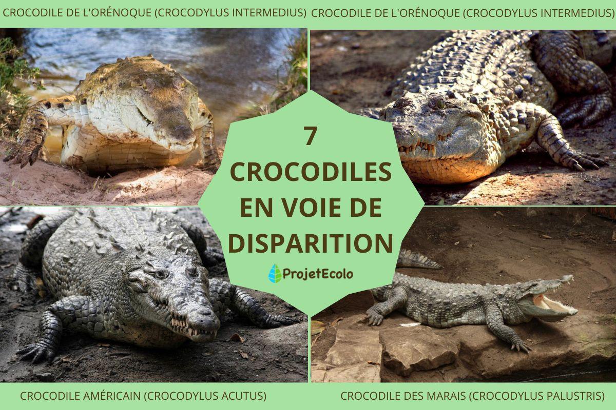 Crocodiles en voie de disparition