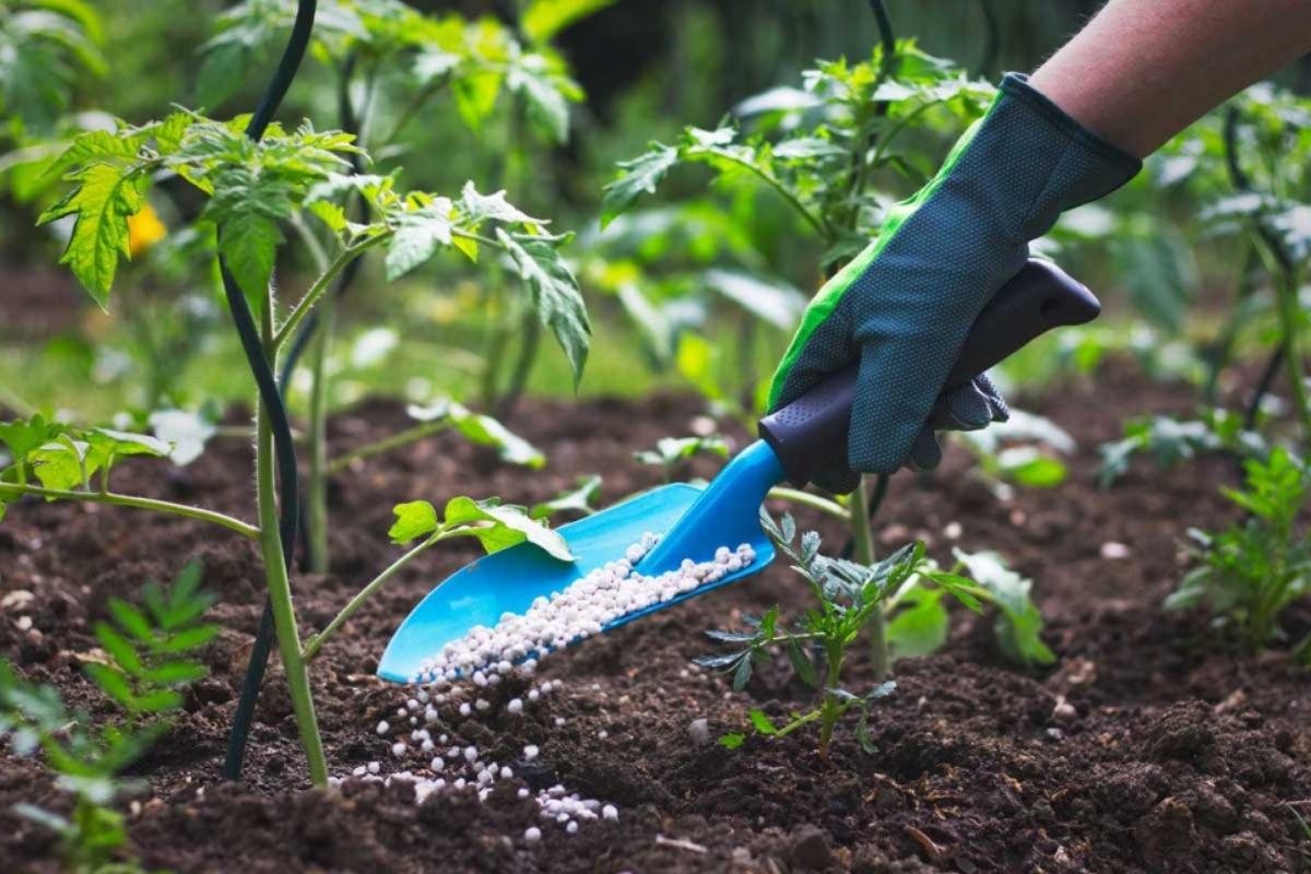 Différence entre engrais et fertilisant