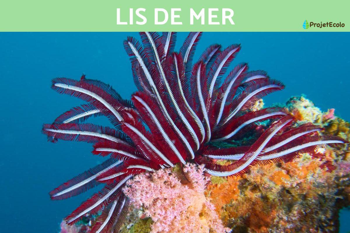 Lis de mer