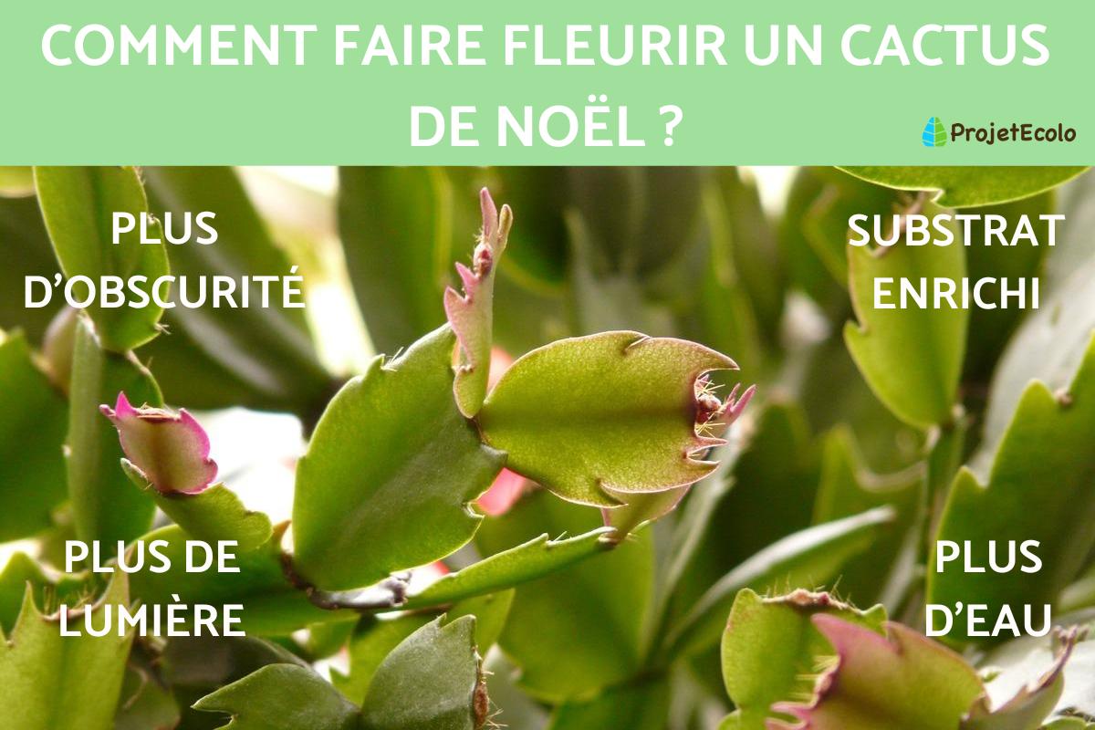 Comment faire fleurir un cactus de Noël ?