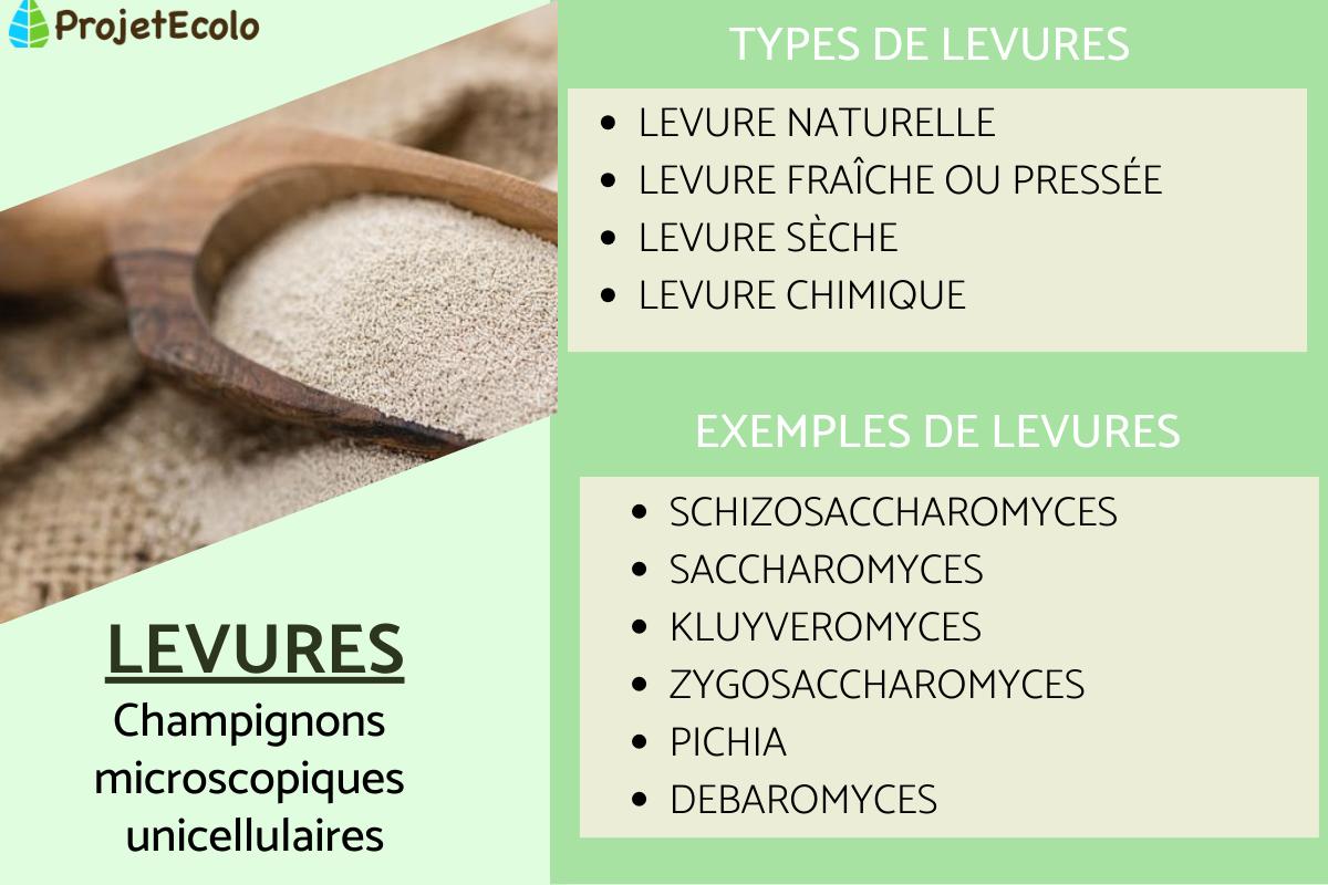 Levures : définition, types et exemples