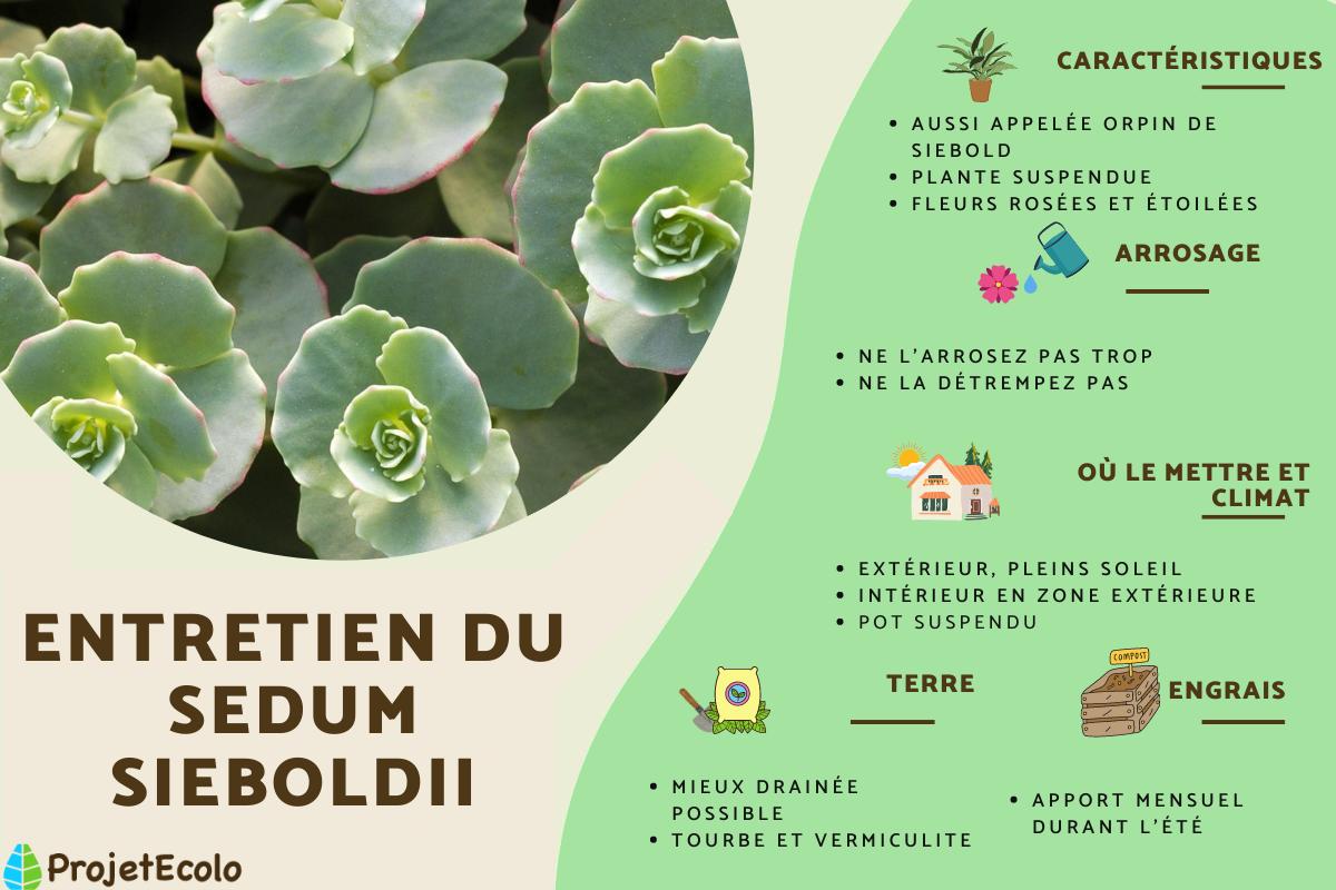 Sedum sieboldii ou Orpin de Siebold : Entretien et reproduction