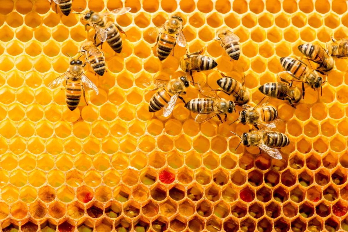 Comment les abeilles communiquent entre elles