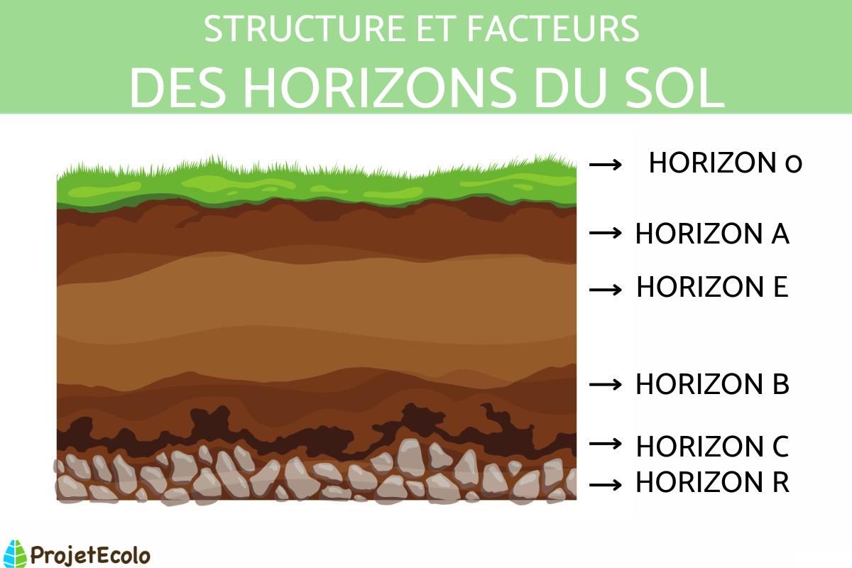 Horizon du sol : Définition, structure et facteurs