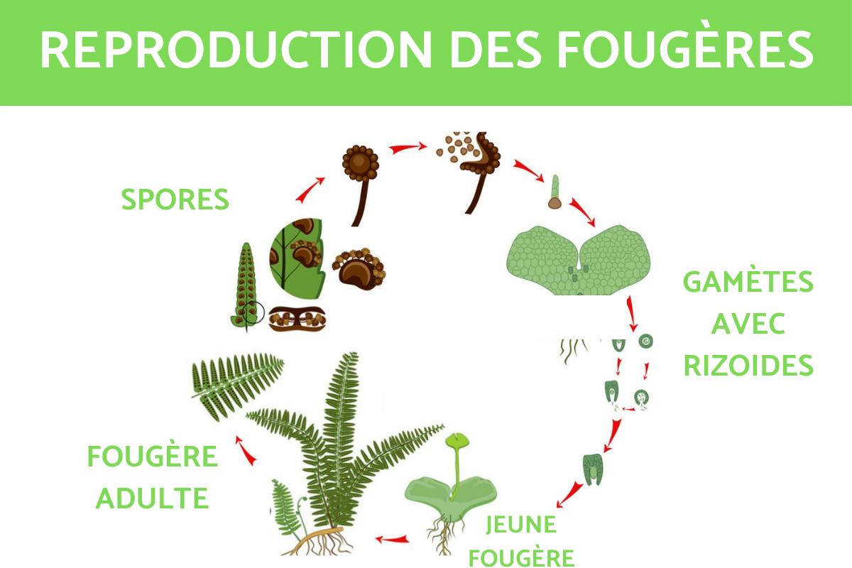 Reproduction de la FOUGÈRE 3 Techniques — free download