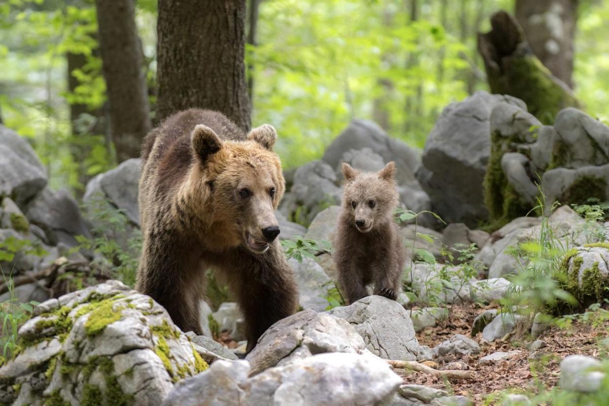 Rewilding : Définition et projets