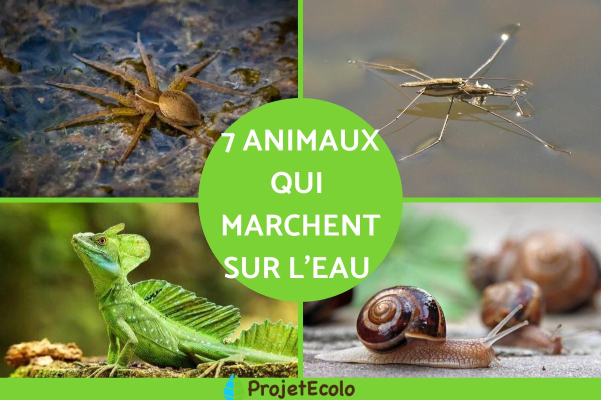 Animal qui marche sur l'eau - Liste et caractéristiques