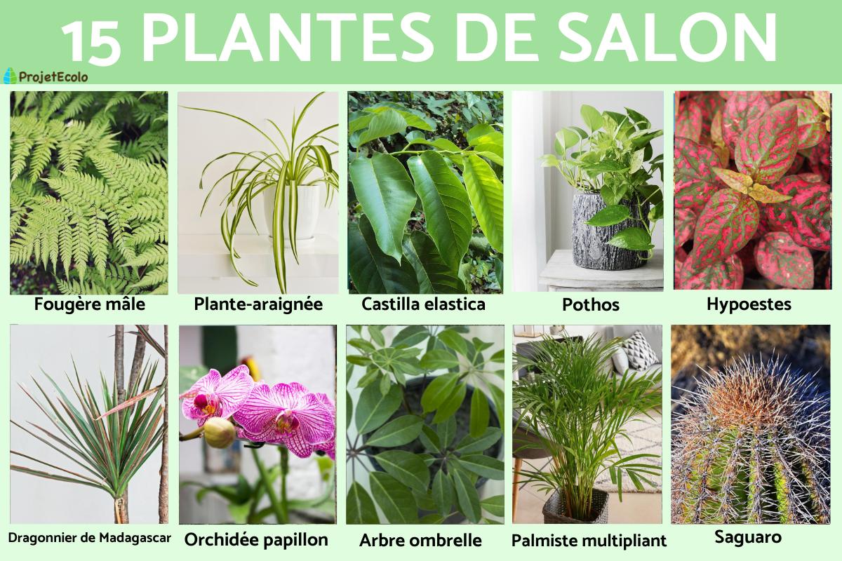 greenwood plants Grosso Lavender