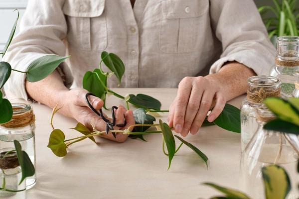 Philodendron scandens : entretien et bouture - Bouture du philodendron scandens