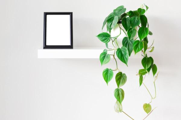 Philodendron scandens : entretien et bouture - Caractéristiques du philodendron grimpant