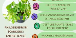 Philodendron scandens : entretien et bouture