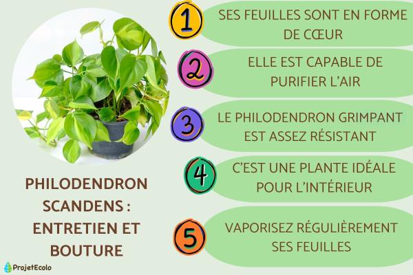 Philodendron scandens : entretien et bouture