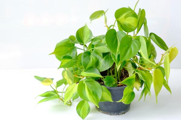 Philodendron scandens : entretien et bouture - Sol et engrais du philodendron grimpant