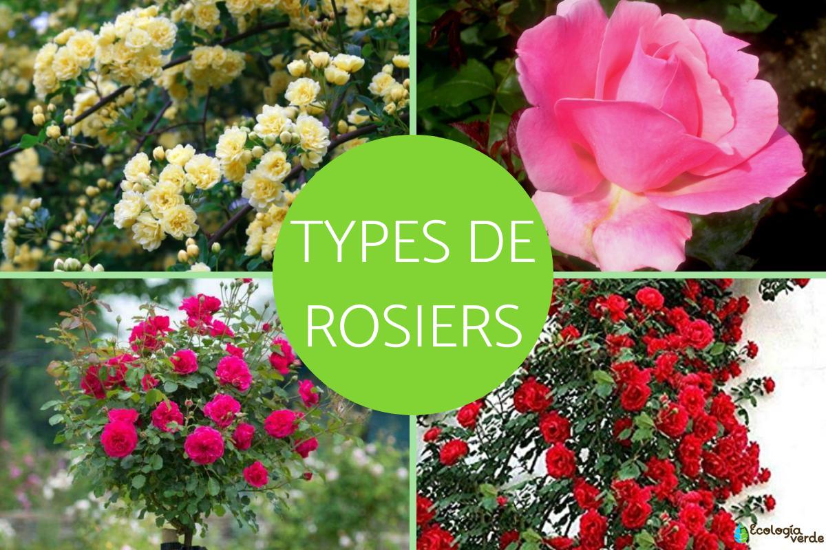 Types de rosiers