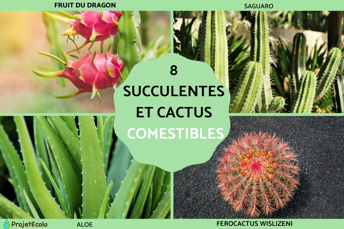 8 plantes succulentes et cactus comestibles