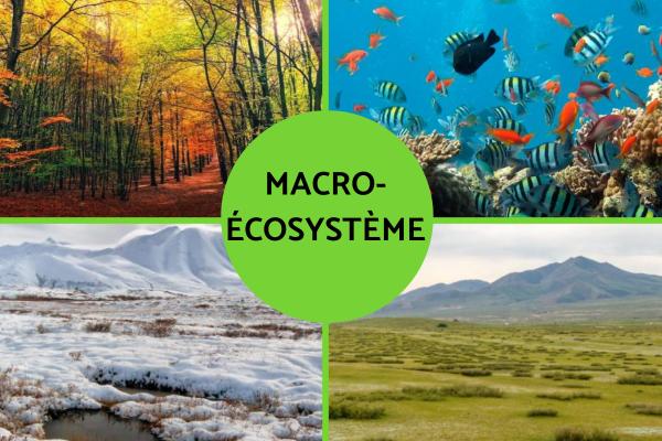 Micro-écosystème et macro-écosystème : Définition et exemples - Exemples de macro-écosystèmes