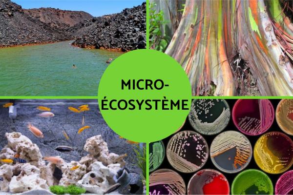 Micro-écosystème et macro-écosystème : Définition et exemples - Exemples de micro-écosystèmes