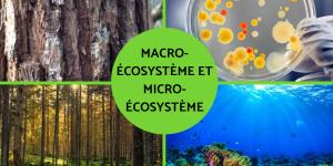 Micro-écosystème et macro-écosystème : Définition et exemples