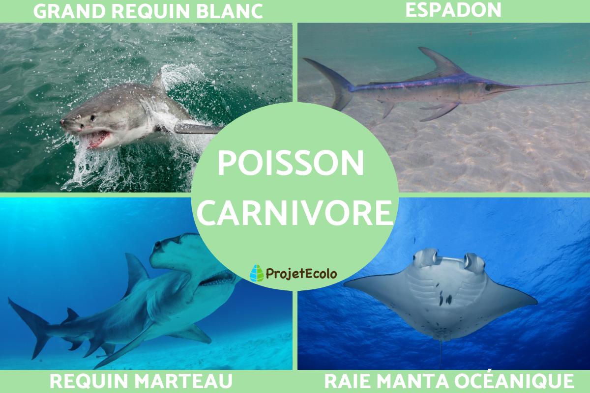 Cartes de tri : Les animaux des eaux salée et eaux douces