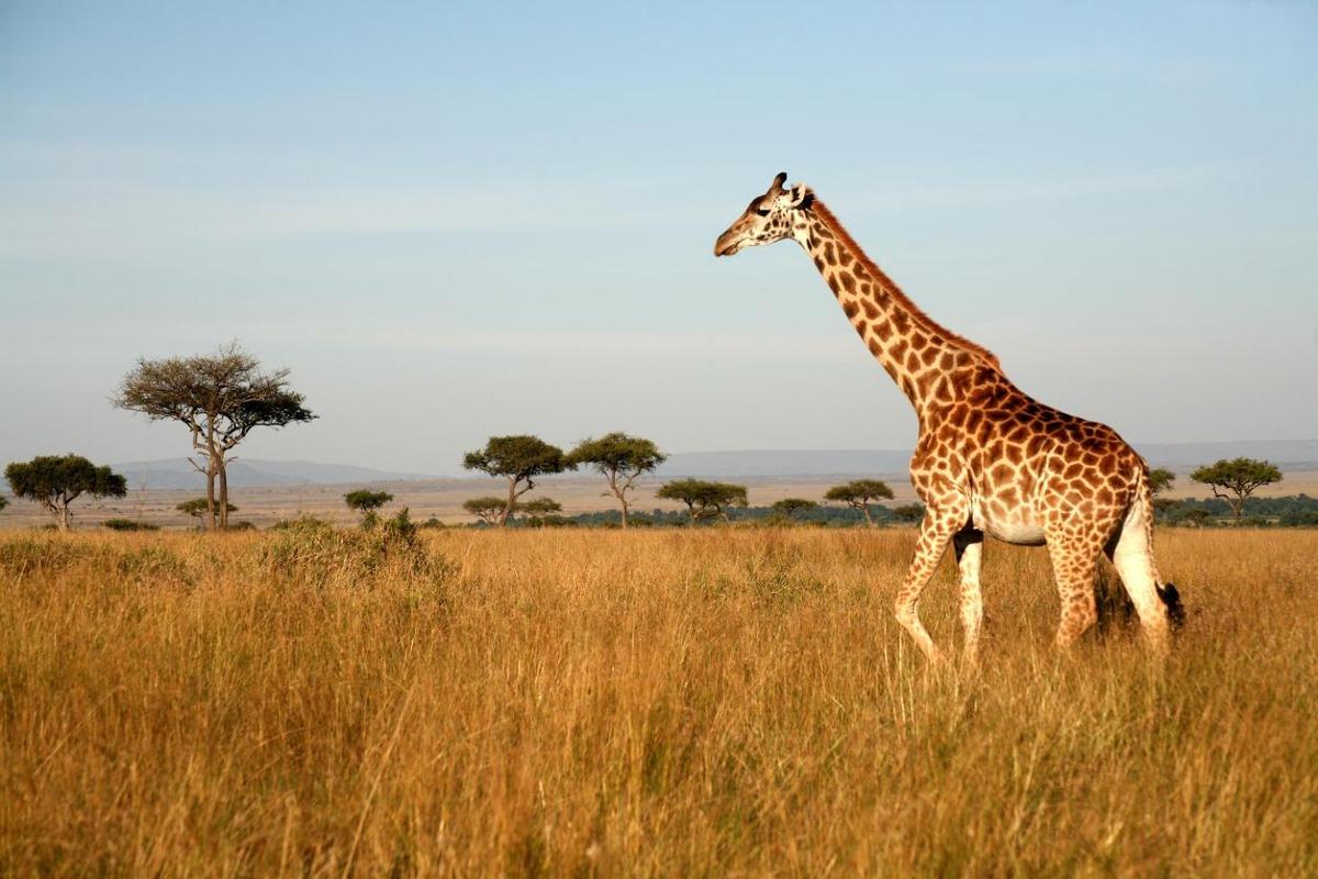 Quels animaux vivent dans la savane africaine ? - Noms et photos