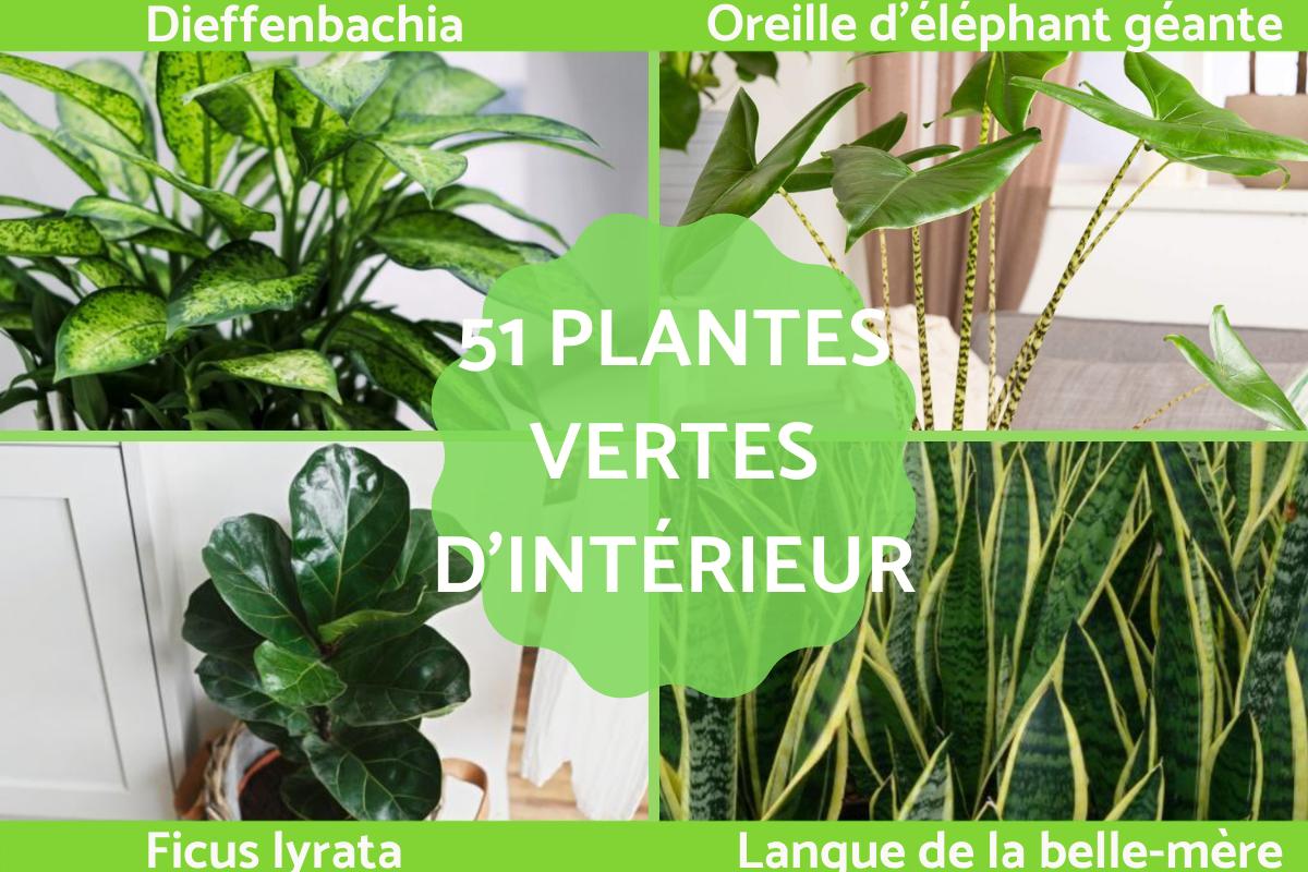 Plantes vertes d'intérieur
