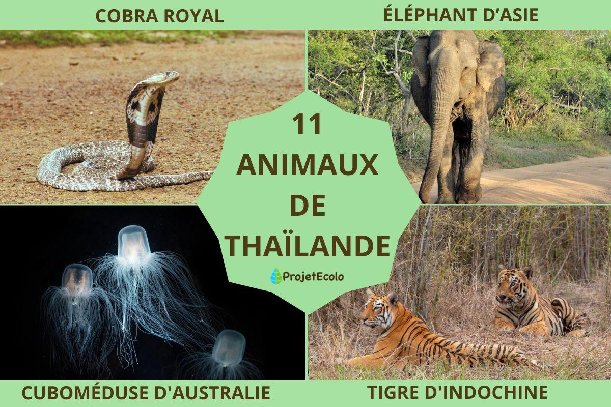 Animaux de Thaïlande
