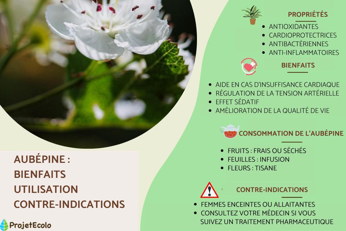 Aubépine : bienfaits, utilisation, contre-indications