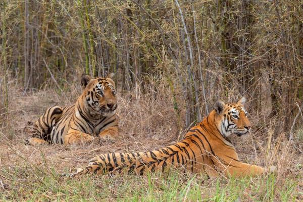 Animaux de Thaïlande - Tigre d'Indochine (Panthera tigris corbetti)