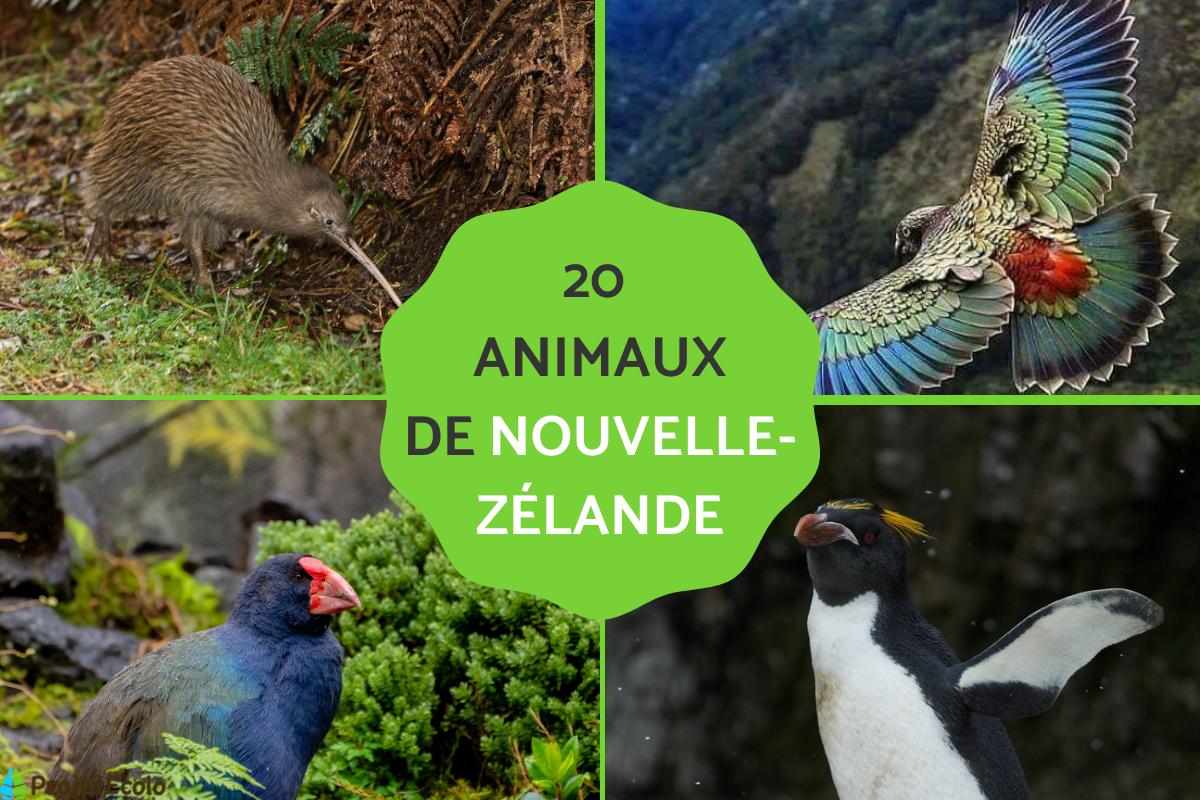 Animaux de Nouvelle-Zélande