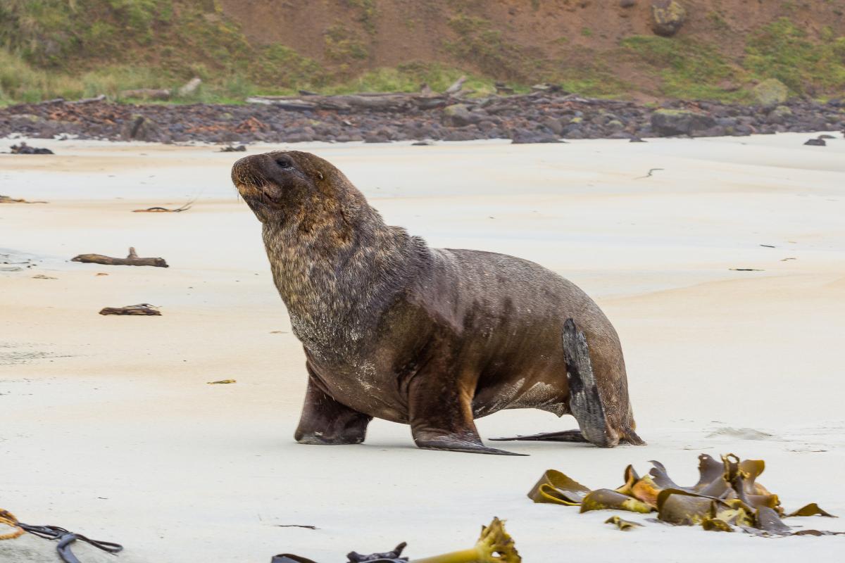 20 animaux de NouvelleZélande Noms et PHOTOS 20 animaux de NouvelleZélande Noms et PHOTOS