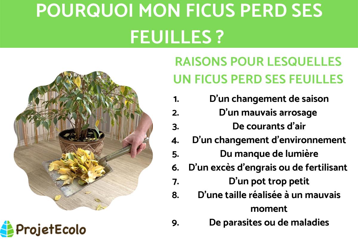 Pourquoi mon ficus perd ses feuilles