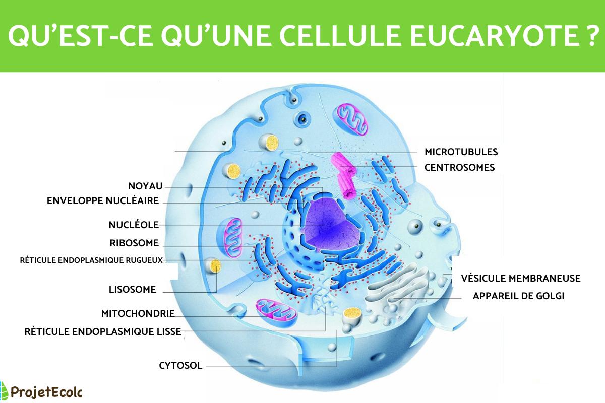 Cellules Et Organites Les Organites Membranaires Dans Les Cellules Cellules Et Organites Les Organites Membranaires Dans Les Cellules