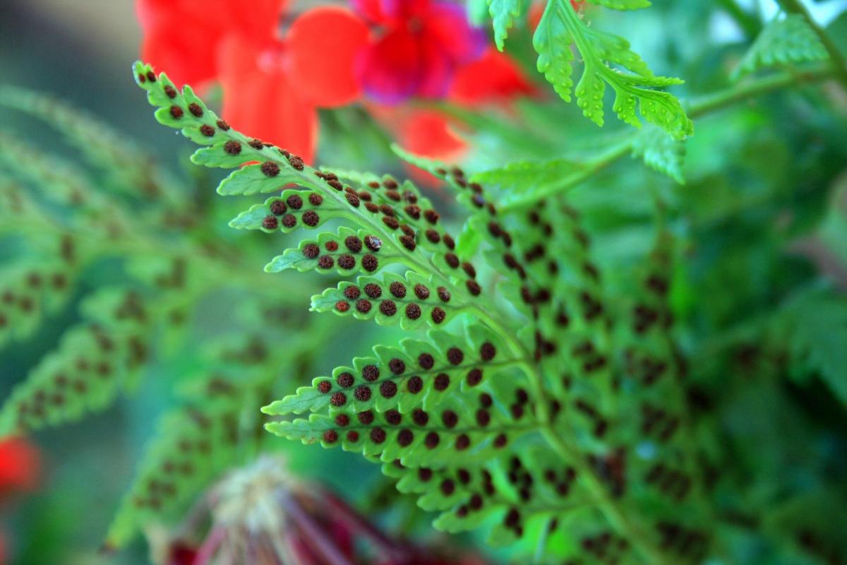 Spores : Définition, fonction et types