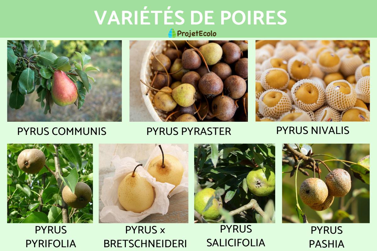 Variétés de poires