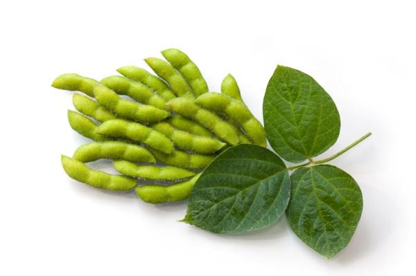 Aliments génétiquement modifiés : liste et avantages - Exemples d'aliments génétiquement modifiés