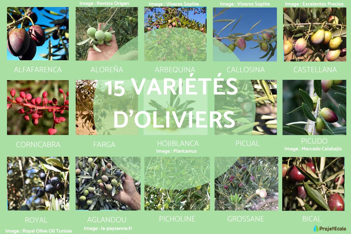 Les différentes variétés d'oliviers