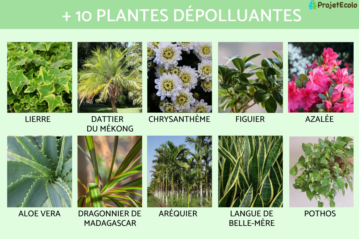 Plantes dépolluantes qui purifient l'air