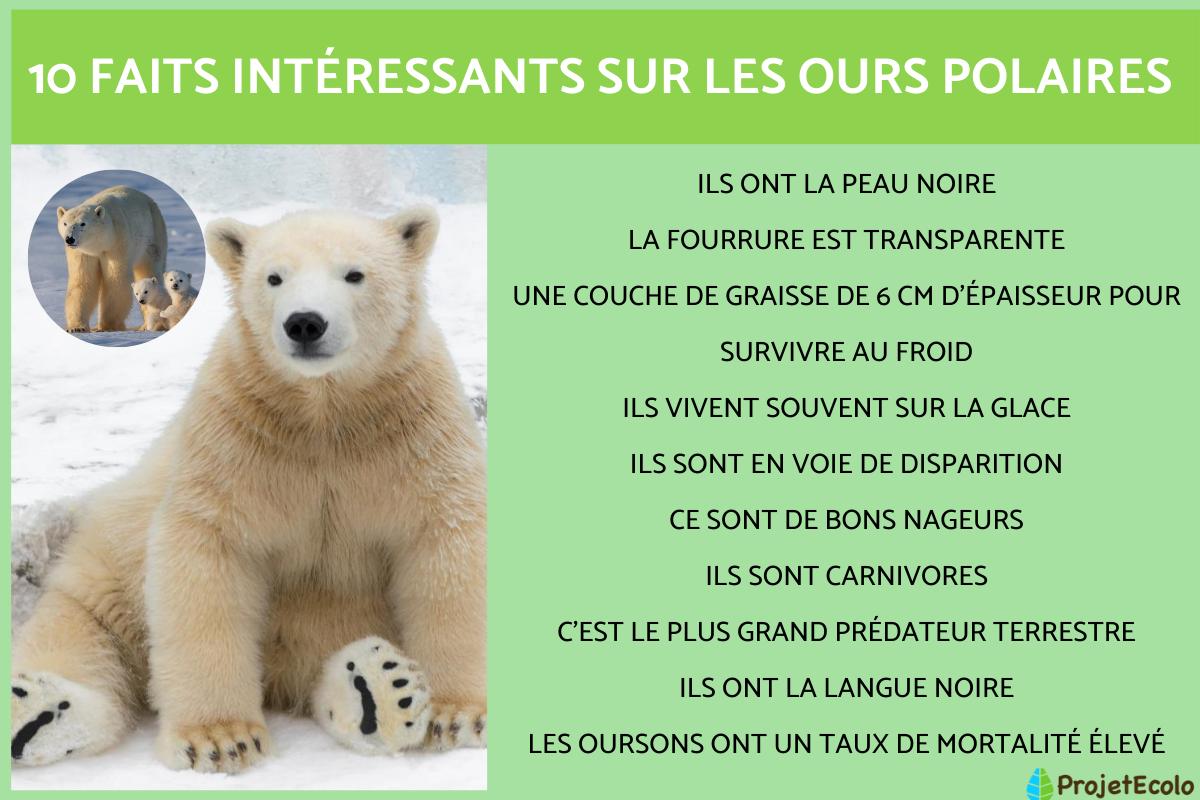 Exposé sur l'ours polaire - Caractéristiques, alimentation, habitat