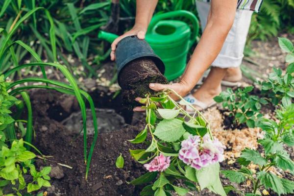 Comment planter un hortensia - Comment planter un hortensia ? - Étapes