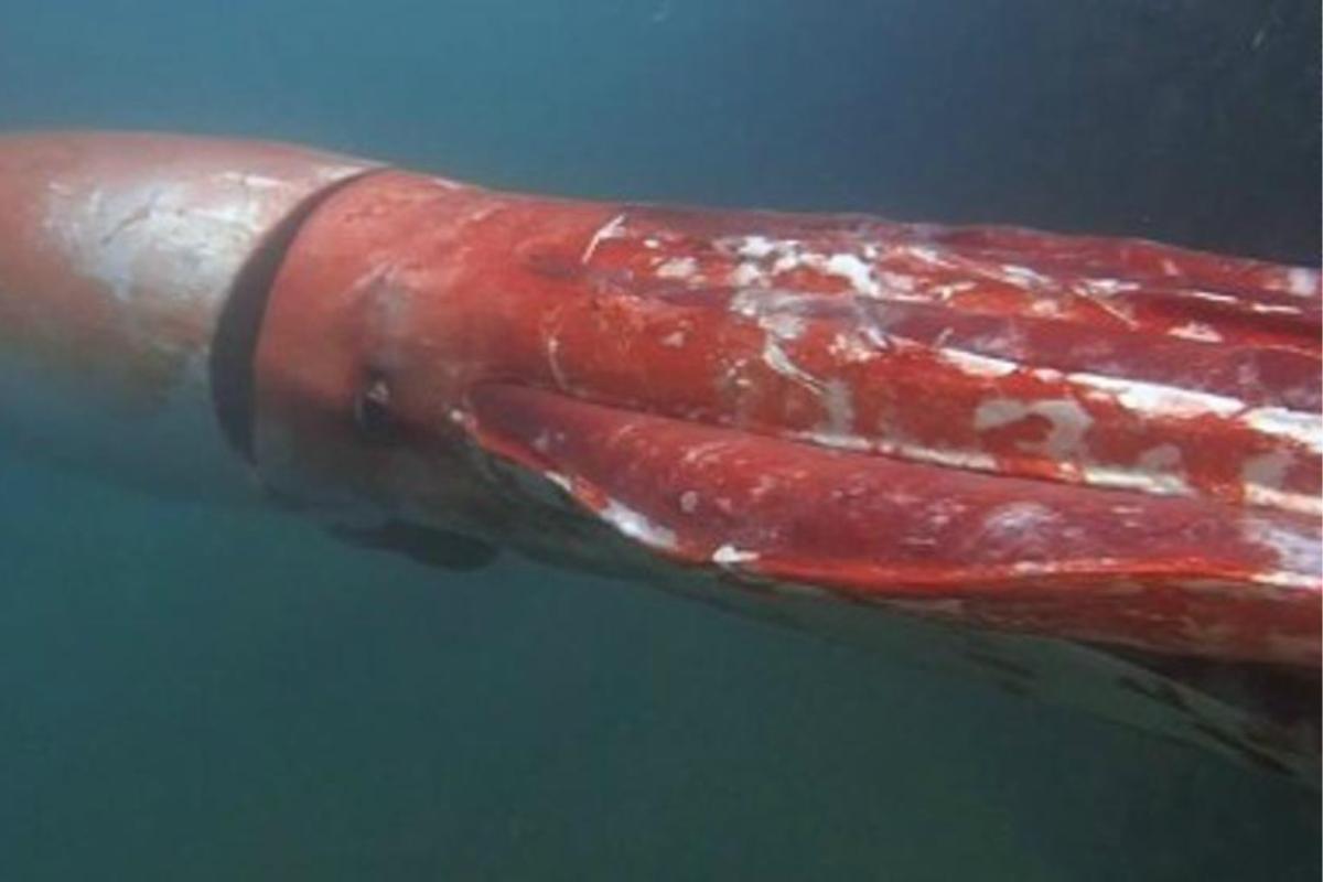 10 types de calamars - avec les PHOTOS des calamars