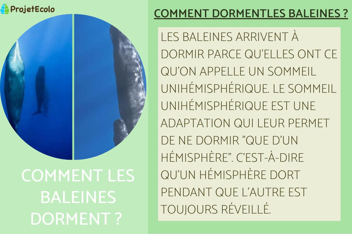 Comment dorment les baleines ?