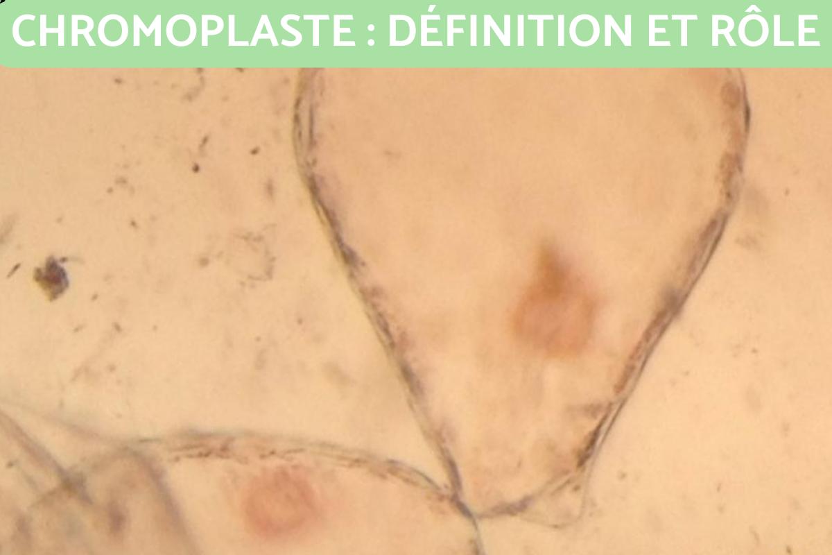 Chromoplaste : définition, rôle et types