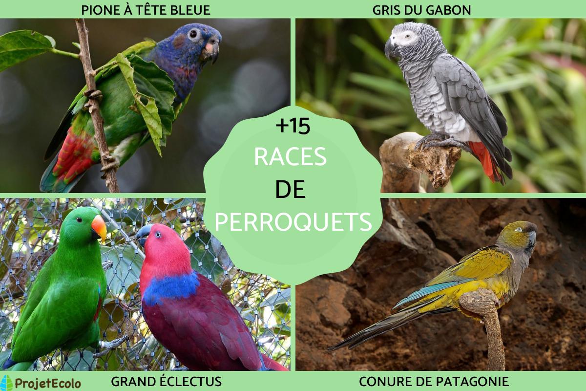 Races de perroquets - Classification, noms et photos