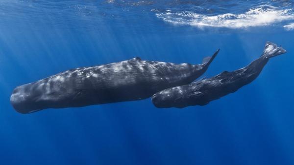 Le plus grand mammifère du monde - Cachalot (Physeter macrocephalus)