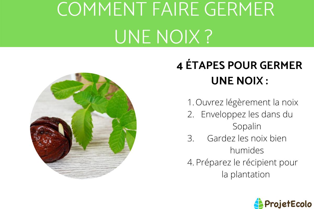 Comment faire germer une noix