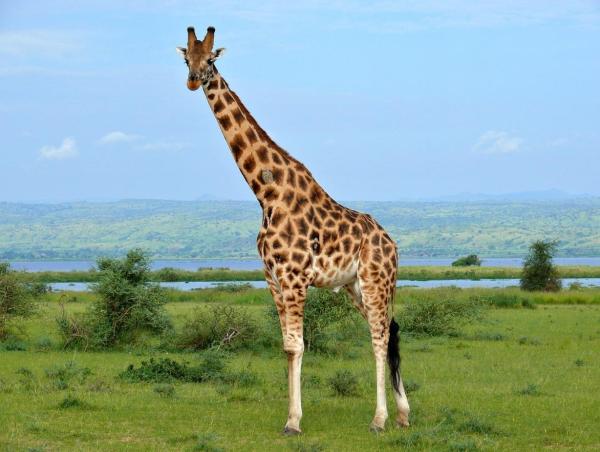 Le plus grand mammifère du monde - Girafe (Giraffa camelopardalis)