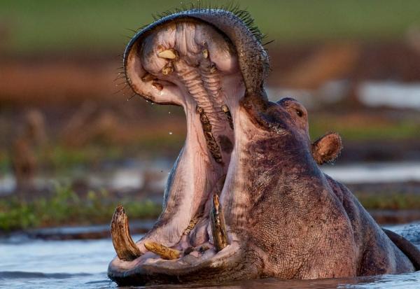 Le plus grand mammifère du monde - Hippopotame commun (Hippopotamus amphibius)
