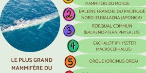 Le plus grand mammifère du monde