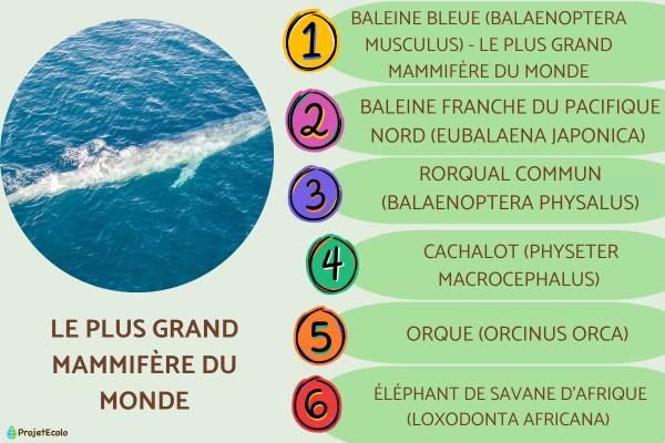 Le plus grand mammifère du monde